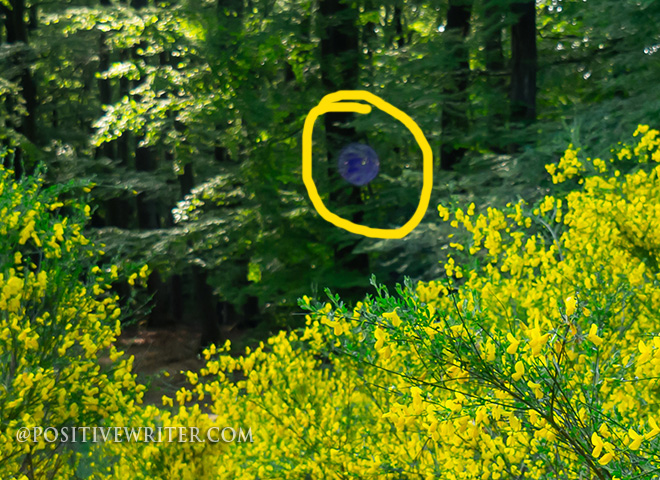 Photographic Evidence of the Paranormal in the Haunted Forest